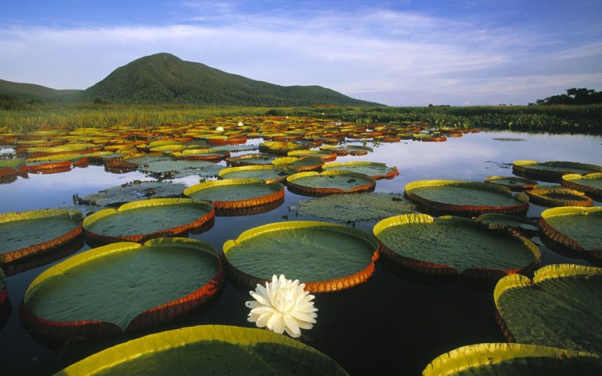 Victoria Regia Water Lily and Lily Pads Direitos da Natureza. Objetivos do Milênio. HwN ONU. Emenda Constitucional ao art. 225