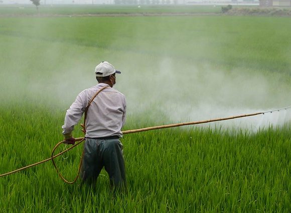 Anvisa aponta que mais da metade dos vegetais está contaminada com veneno no Brasil Anvisa aponta que mais da metade dos vegetais está contaminada com veneno no Brasil