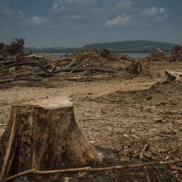 Destruição da natureza pode tornar pandemias mais frequentes