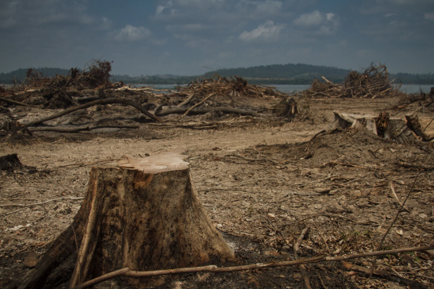 Destruição da natureza pode tornar pandemias mais frequentes Destruição da natureza pode tornar pandemias mais frequentes