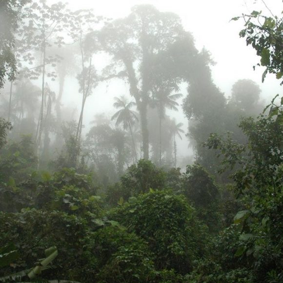 SITE_Inventario-0-1140 Estado de São Paulo registra aumento de 4,9% na área de vegetação nativa