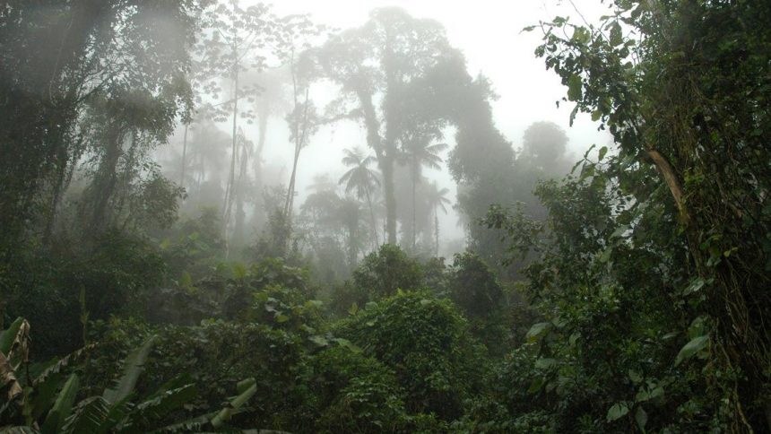 SITE_Inventario-0-1140 Estado de São Paulo registra aumento de 4,9% na área de vegetação nativa