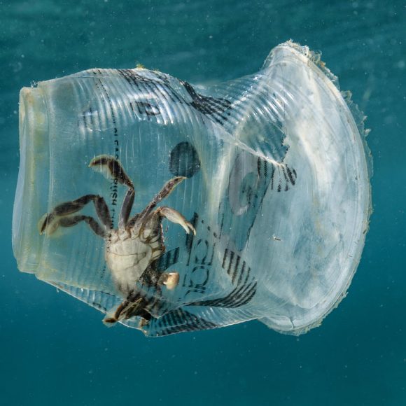Plástico: quimera enzimática pode ser a resposta para a reciclagem