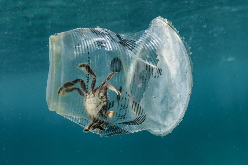 Plástico: quimera enzimática pode ser a resposta para a reciclagem