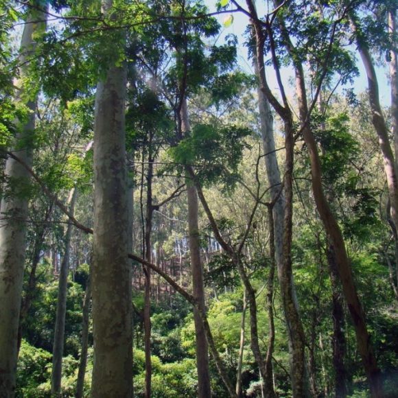 floresta-foto-rodrigo-soldon-souza-1024x683 Tecnologia e meio ambiente impulsionam desenvolvimento da região amazônica