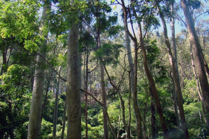 Tecnologia e meio ambiente impulsionam desenvolvimento da região amazônica
