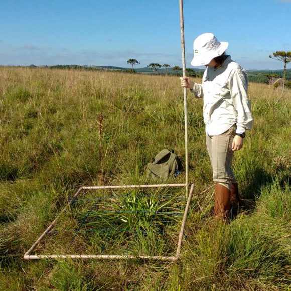 O raro caso em que o fogo protege a natureza