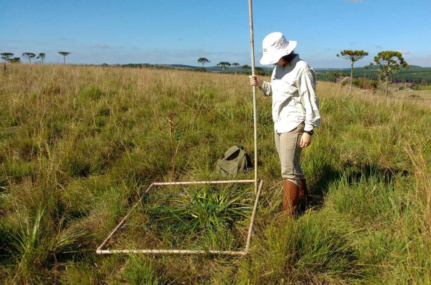 O raro caso em que o fogo protege a natureza