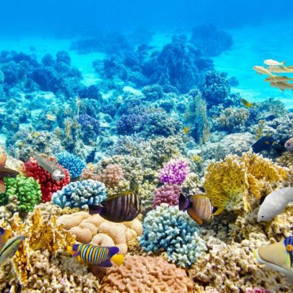 Em comemoração a semana da água, professores realizam live sobre oceanos
