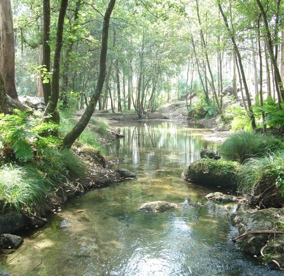 nascente-1 Contribuição do verde para a qualidade da água