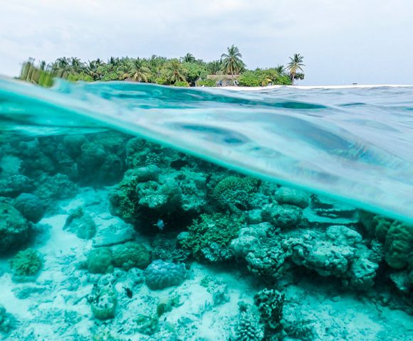 Live de conscientização acerca dos oceanos trás informações à respeito da sustentabilidade